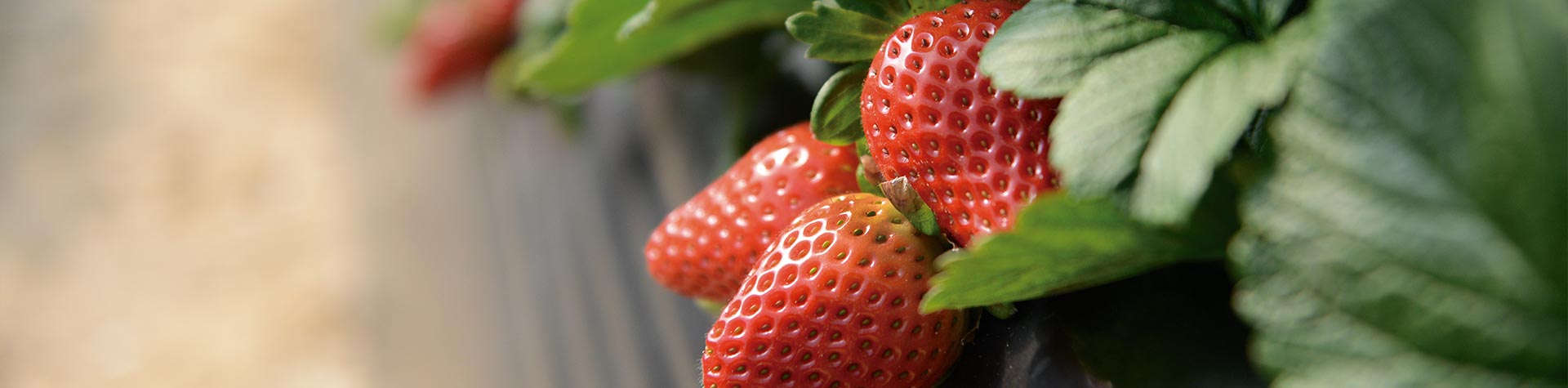 Frambuesas, Natruly Fruit, Huelva, Spain